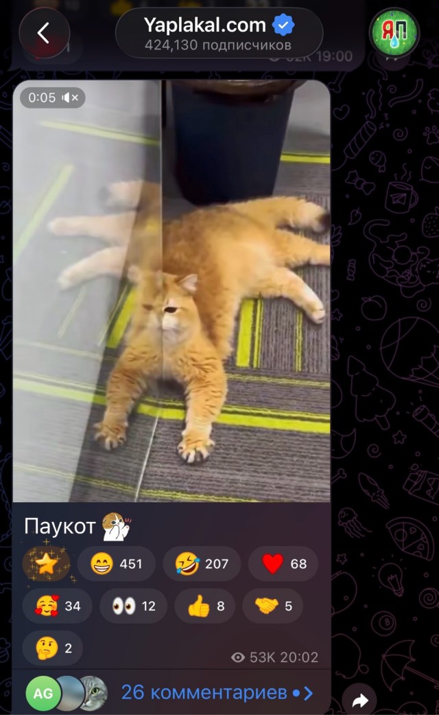 *БАЯН*Павук, чем кормить?