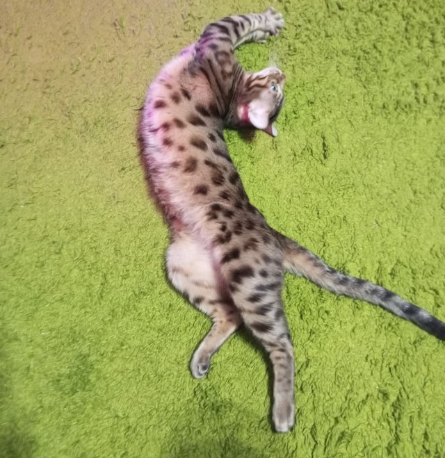 Доброе утро котаны!