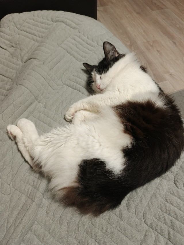 Очередной котовторник