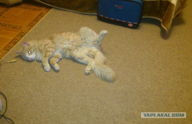 Кошка с уникальной привязанностью к людям