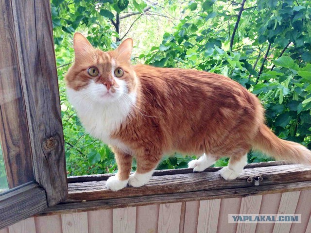 Котовторник 17.09.2013