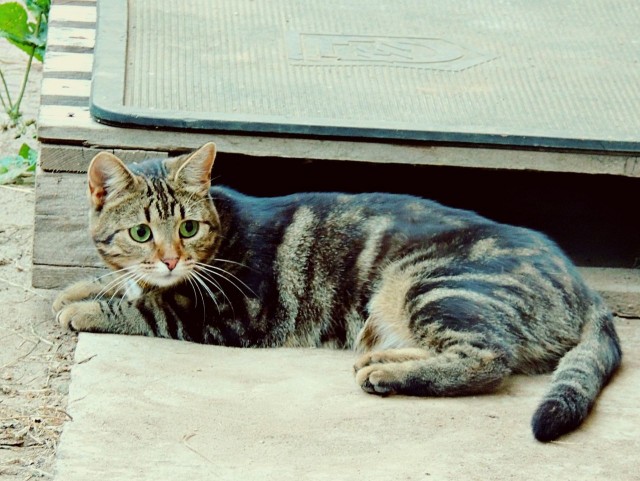 Котовторник на 24.09.2013г