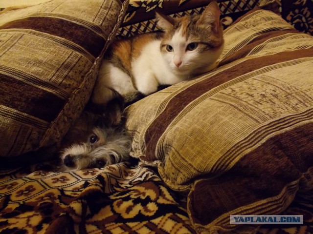 Котовторник 12.08.2014