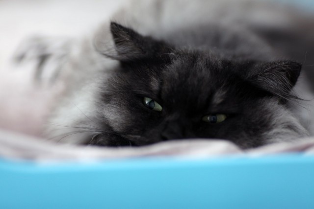 Котовторник 09.09.2014