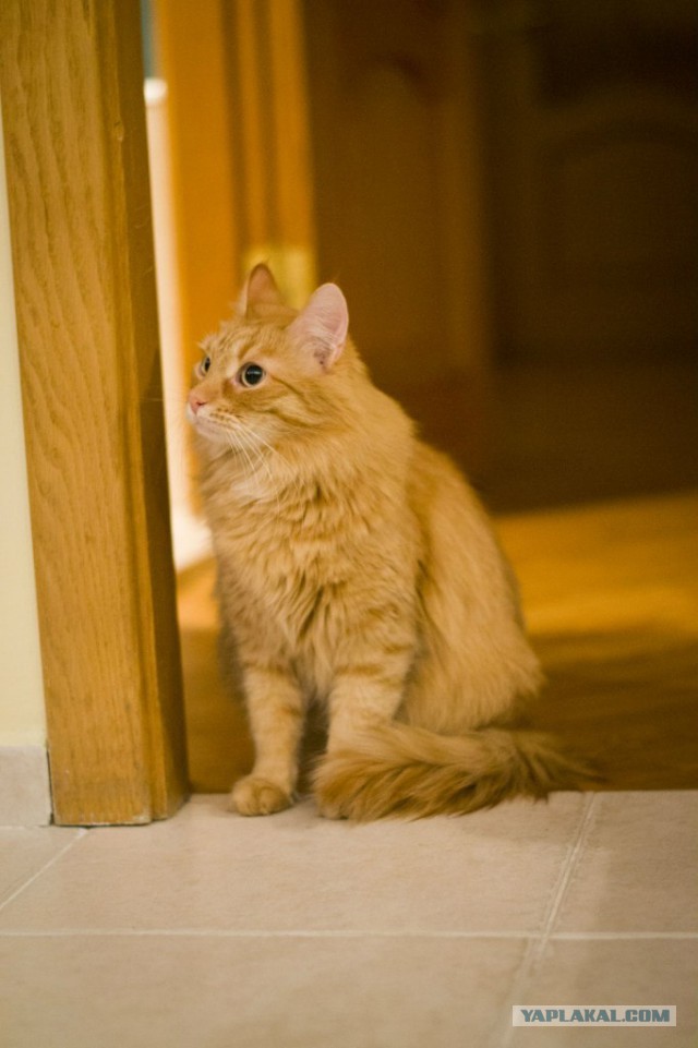 Котовторник 27.01.2015