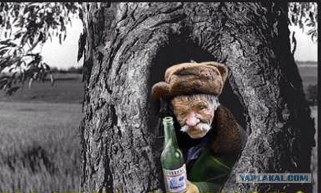 Неожиданно из-за дерева показалась чья-то морда