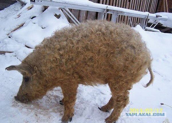 Похоже, Бараш к Нюше не только на чай заходил