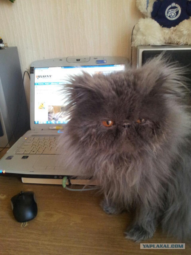 Котовторник 13.10.2015