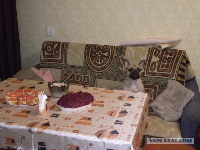 Друг человека