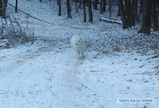 Собакочетверг же, ау!