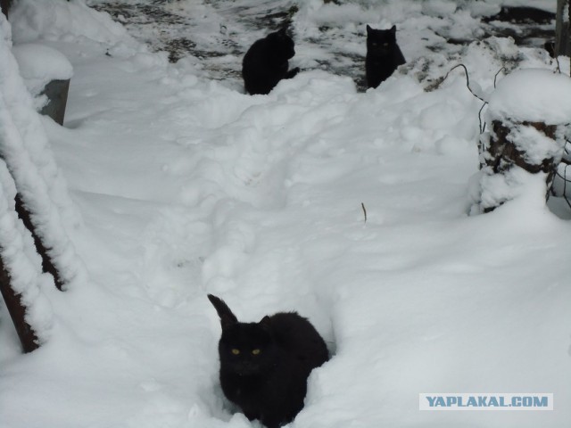 Мой личный котоленд 4