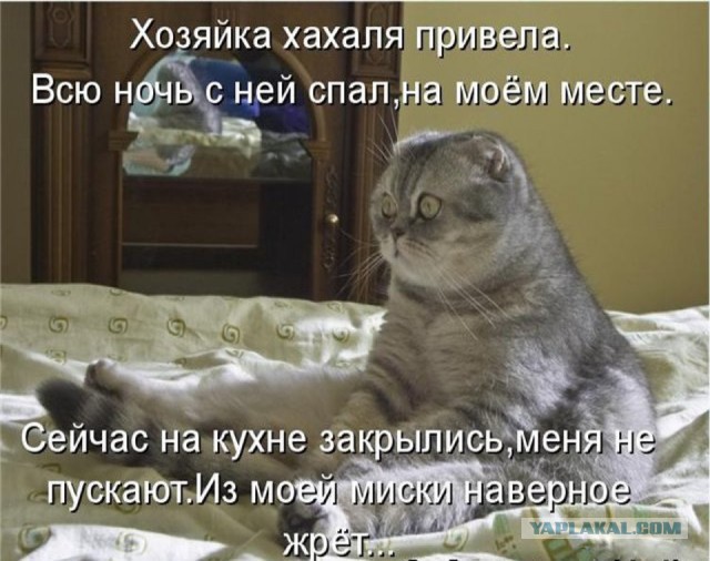Мир глазами котов
