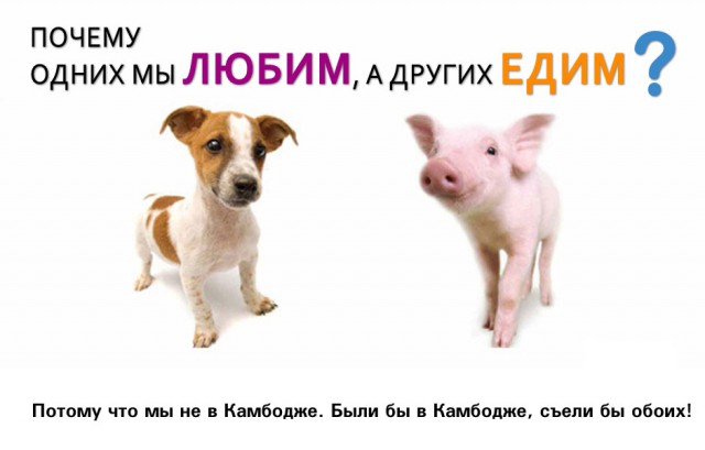 Как воруют собак на улицах Пном Пеня