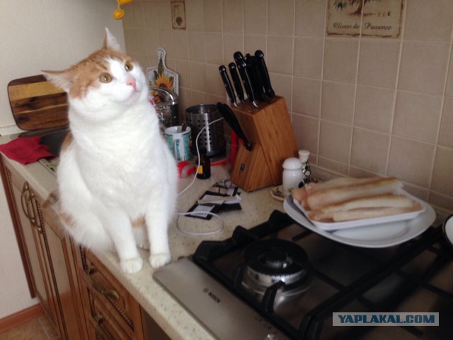 Котовторник 23.02.2016