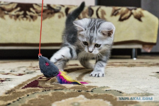 Котовторник 22.03.2016