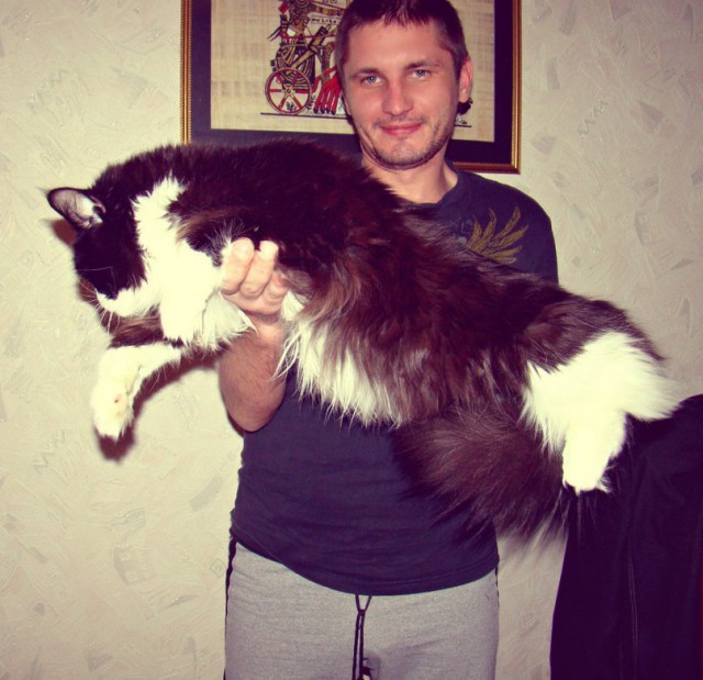 Взяли домой крошечного котенка мейн-куна — полюбуйтесь, каким он стал через год!