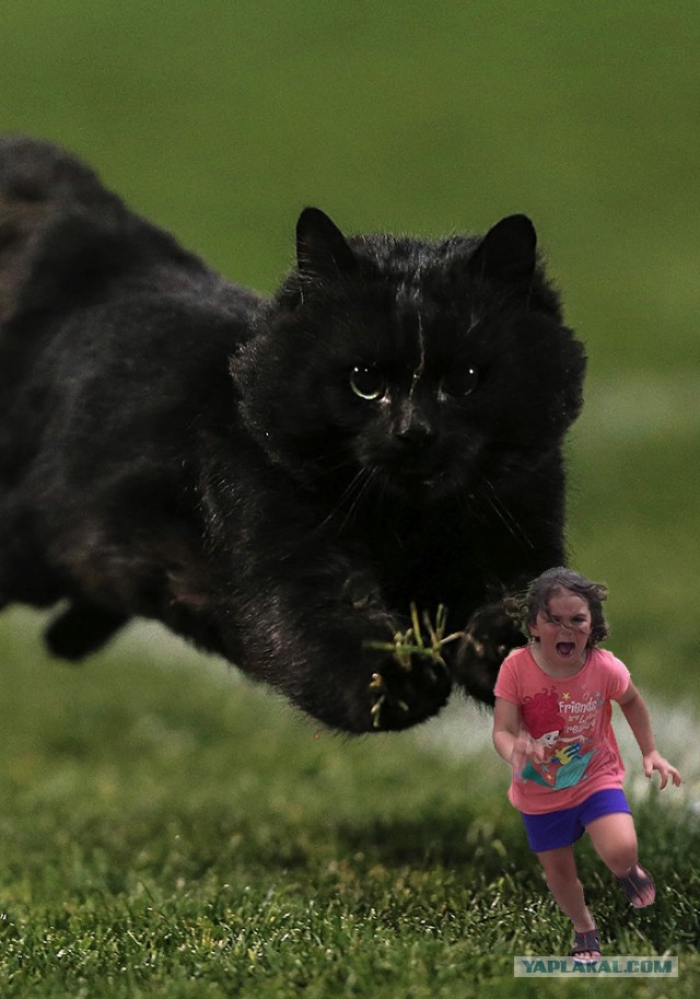 Несущийся по полю для регби кот стал интернет-мемом