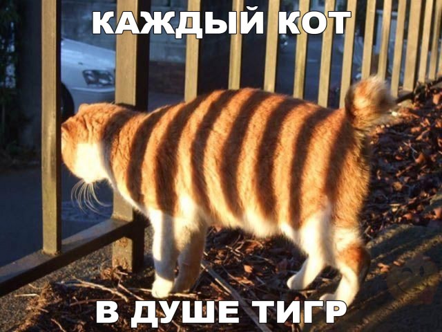 Коты из сети