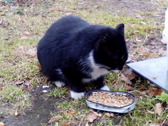 Котовторник 14.03.2017