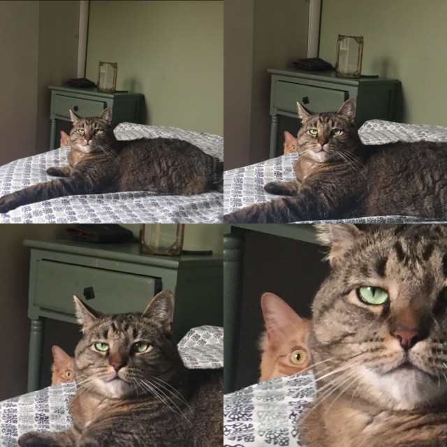 Коты и Кошки
