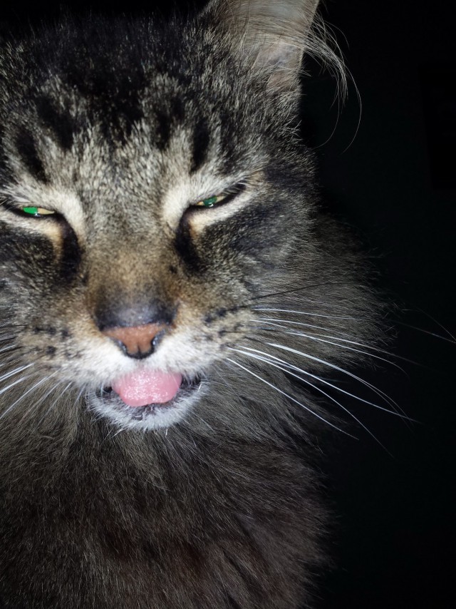 Коты и Кошки
