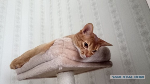 Котовторник 30.05.2017