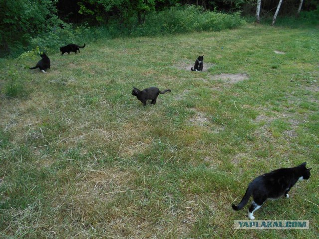Жизнь домашнего приюта для котеек 169