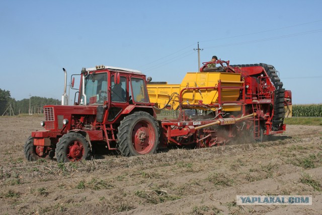 Беларусы капаюць бульбу