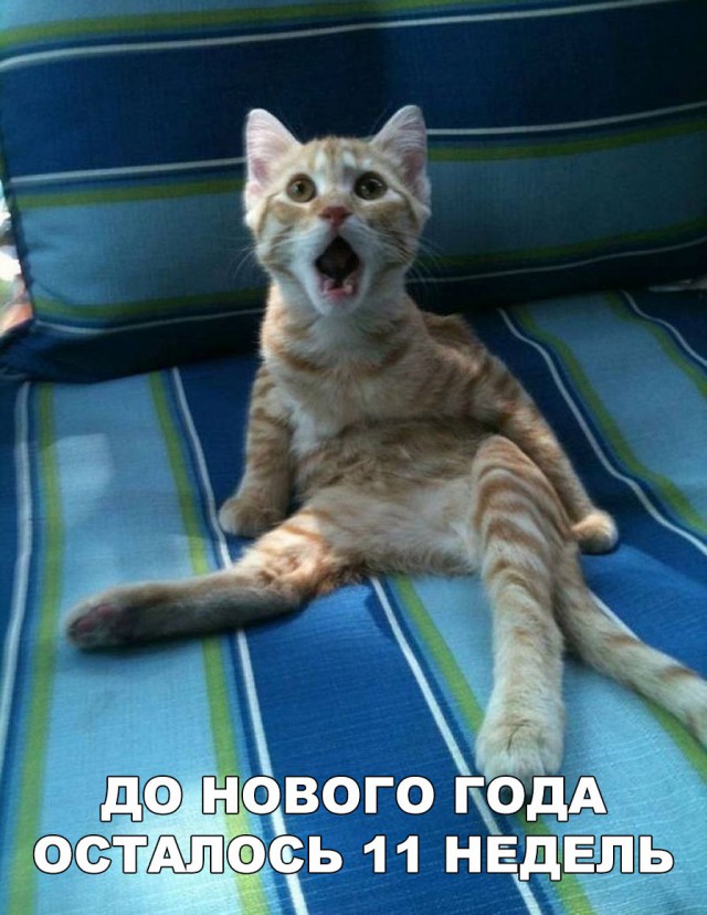 Коты и Кошки