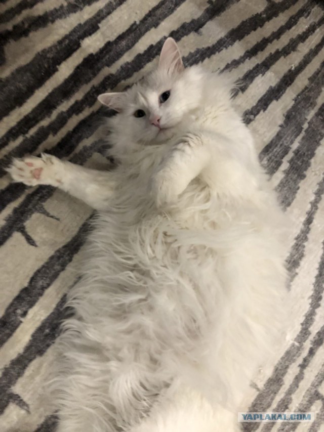 Котовторник 31.10.2017