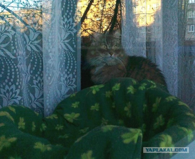 Котовторник 07.11.2017