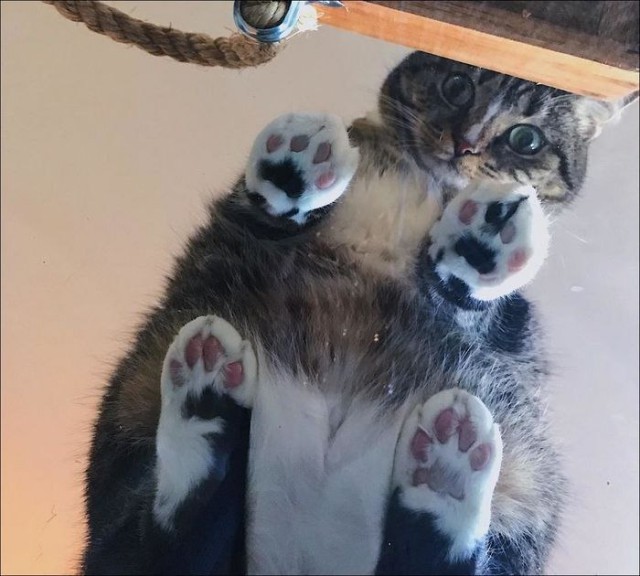 Коты и Кошки