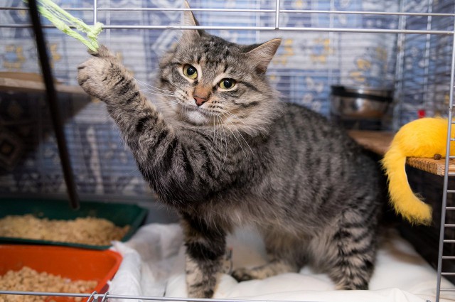 Коты и Кошки