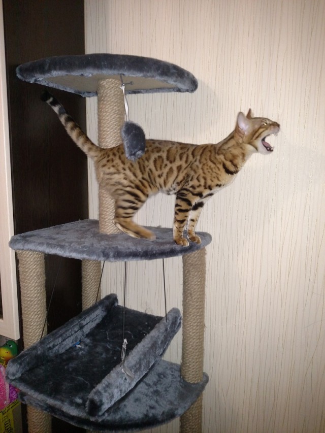 Котовторник!