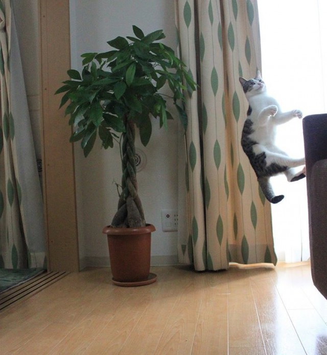 Прикольных котов пост