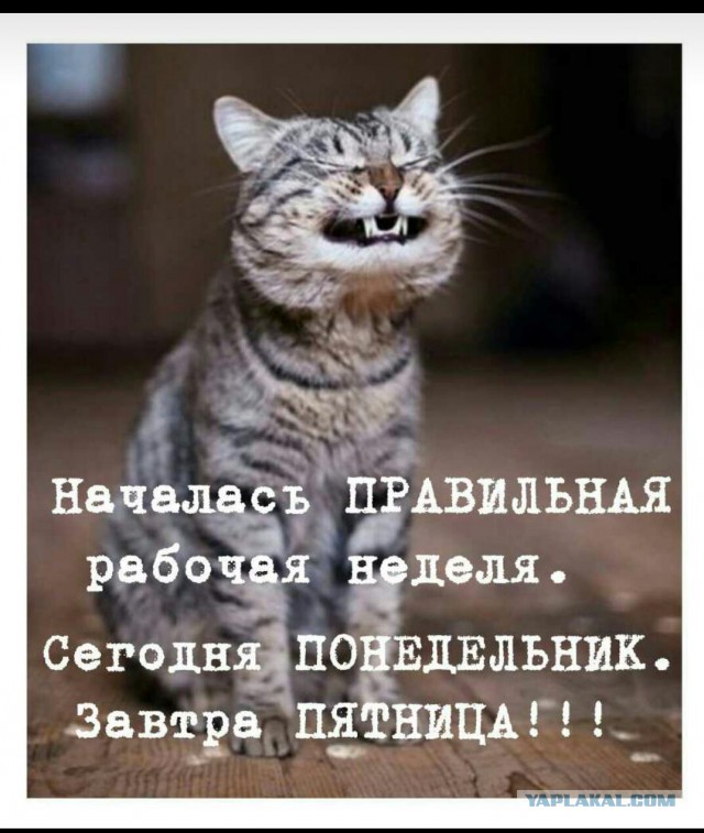 Не потому что дура, а потому что баба