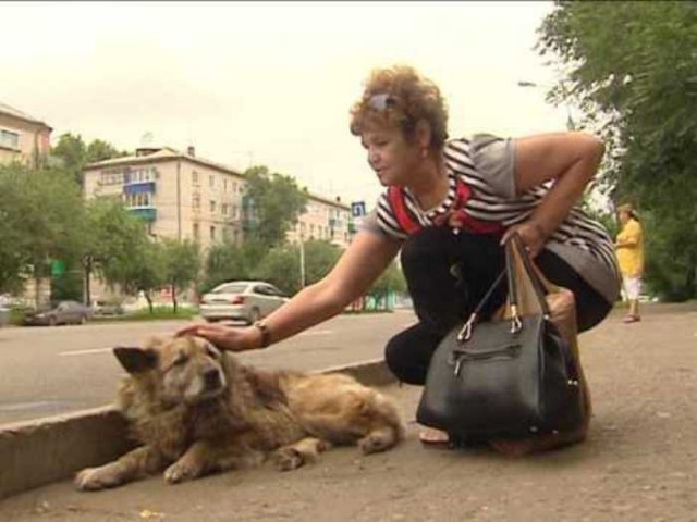 Русский пес, который ждал хозяина дольше, чем Хатико, и еще 4 истории о верности и преданности