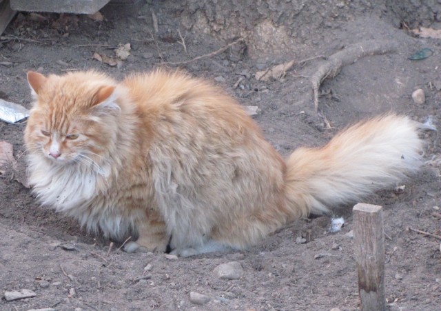 Котейкин вторник! Космический 12.04!