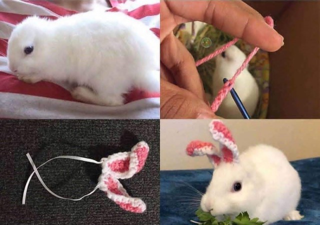 Живность из сети
