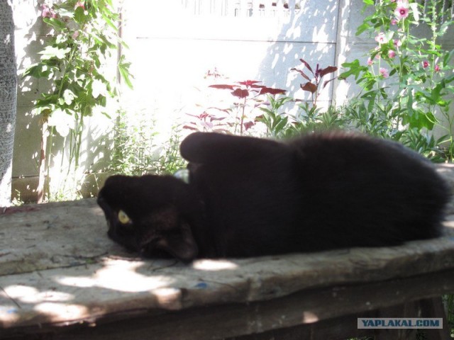 Котовторник с Максом