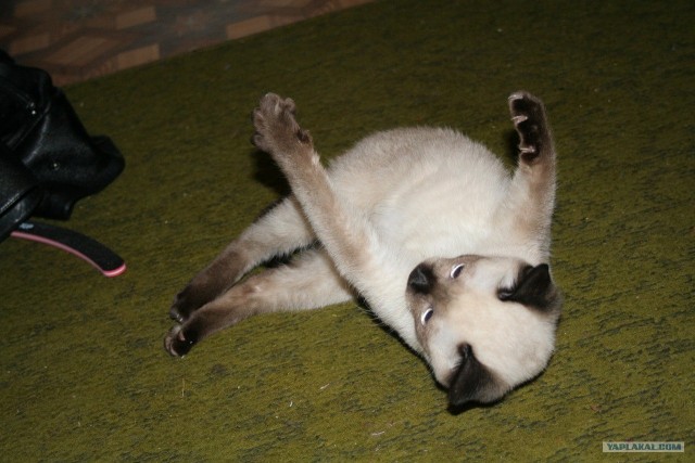 Котовторник 1.11.11