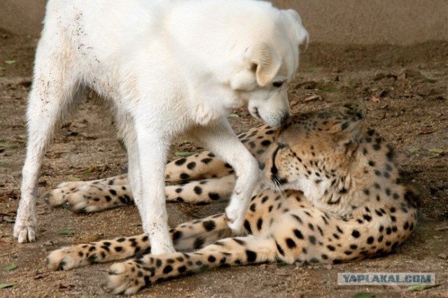 Собака и гепард  настоящие друзья