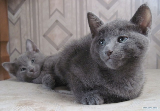 Котовторник (14.02.2012)