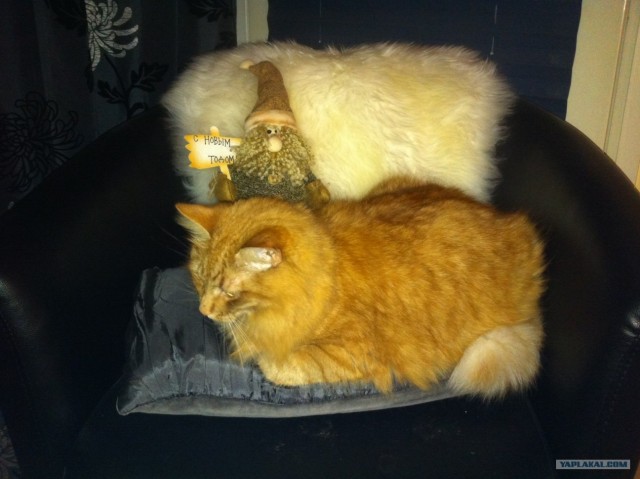 КОТОВТОРНИК (6.03.2012)
