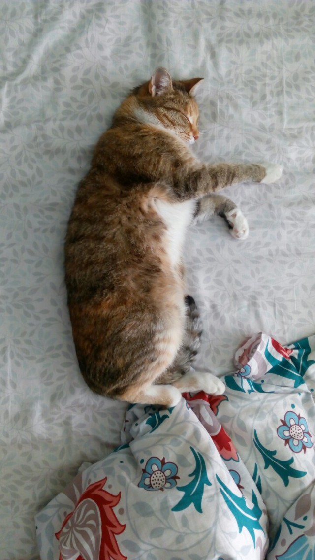 Зимние коты