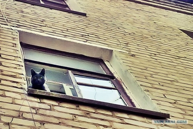 Котовторник 07.08.2012