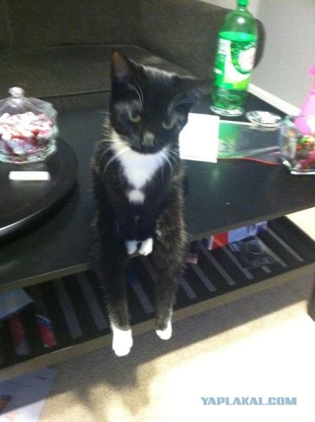 Кого котЭ мне напоминает?!..