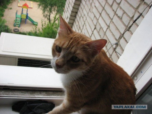 Начнем котоФторник?