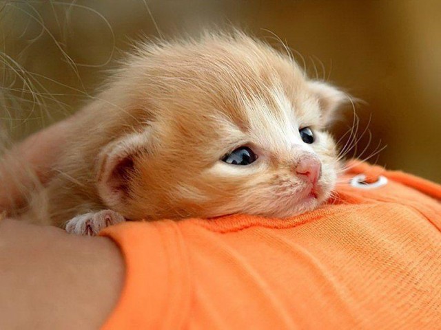 Эти забавные животные