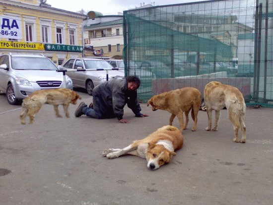 Лучший друг человека.... или наоборот!?
